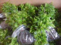 Sell  Norfolk Island Pine seedlings