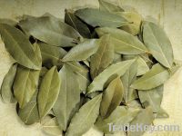 Bay Leaf