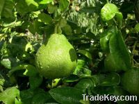 Sell Naringin /Fruit extract /plant extract