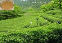 Sell Product Name: Green Tea P.E or Tea Polyphenols /herb extract