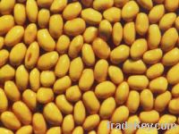 Sell Soybean extract /isoflavones