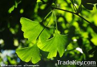 Sell Ginkgo extract/Flavonoid, /Terpen Lacton