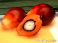 Sell Palm Kernel Oil