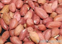 Sell Offer Groundnut Seed