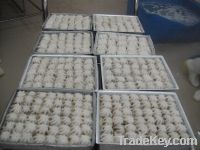 Sell WHOLE CLEANED BABY OCTOPUS AND BABY CUTTLEFISH