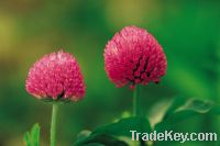 Red Clover P.E.