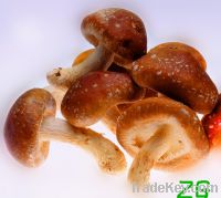 Sell chinese shiitake mushroom