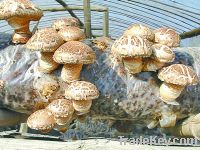 Sell shiitake mushroom/champignon