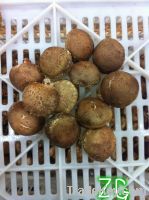 Sell chinese champignon/mushroom