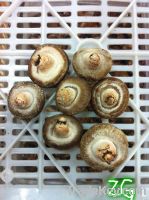 Sell fresh chinese oak mushroom/champignon