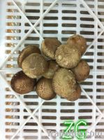 Sell chinese champignon mushroom