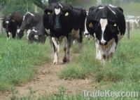 Sell Holstein-Friesian Cow, Boar Goat,