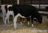 Sell Pregnant Holstein Heifers and other Dairy Cattle For Sale
