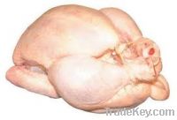Sell Whole Frozen Chicken Grade A