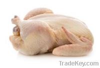 Sell Frozen Chicken Grade A