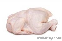 Sell HALAL Frozen Chicken Grade A