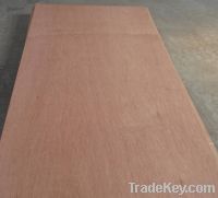Sell Bingtangor Faced Birch Back Commercial Plywood