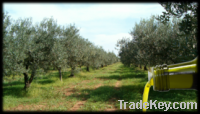 Olive Oil