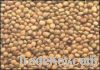 'HGC-365' variety Guar seeds for Sale