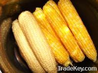 Sell White & Yellow Corn