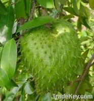 Sell Soursop / Graviola Fruits