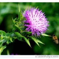 Milk Thistle extract & 80% Silymarin