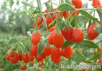 Sell Goji Fruit Extract & Chinese wolfberry extract