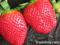 Sell Strawberry extract