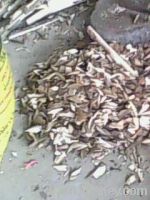 Sell Agarwood Oil, Oudh Oil, OOD Oil