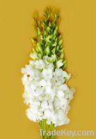 Sell Fresh cut orchids, Fresh orchids flower