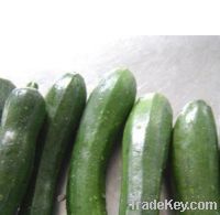 Sell frozen diced cucumber