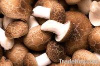 sell lentinus edodes extract-polysaccharids