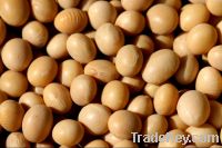 Sell Soybean Extract Powder