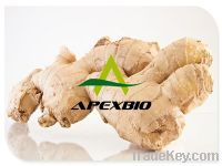 Sell Ginger extract