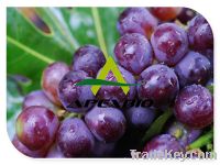 Sell Grape Skin Extract