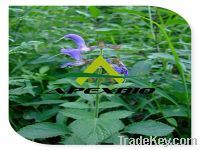 Sell Salvia miltiorrhiza P.E.