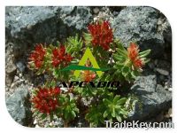 Sell Rhodiola rosea extract