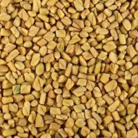 Fenugreek