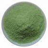 Spray Dried Spinach Powder