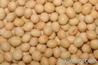Sell Non-gmo Yellow Soybeans