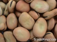 Sell Broad Beans