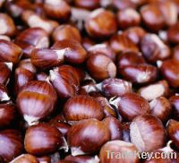 Sell Raw Fresh Chestnut