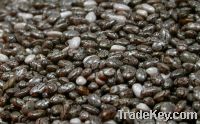Sell Organic Chia Seeds (white and black)
