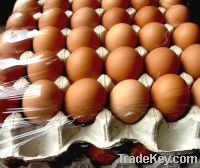 Sell Fresh chicken eggs for sale