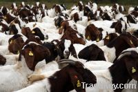 Sell Boer Goats