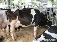 Sell Pregnant Holstein Heifers and other Dairy Cattle