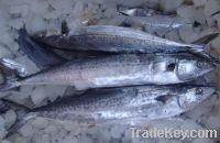 Sell frozen Spanish mackerel