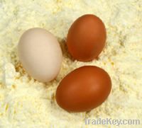 Sell Egg White Powder/ Egg Powder