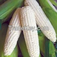 White corn of high quality