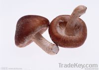100% Natural Shiitake Mushroom Extract Powder, 10%&20% Polysaccharides